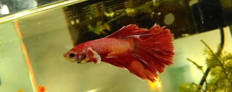 斗鱼吐泡泡能换水吗