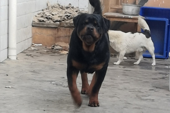 罗威纳犬性格怎样，罗威纳各阶段的性格