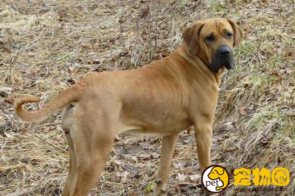 东方斗犬之王土佐犬，凶悍异常轻易不敢饲养