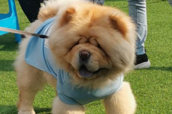 松狮吃什么