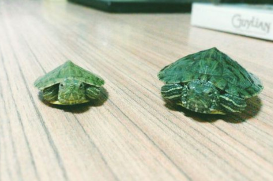 巴西龟怎么养不长大