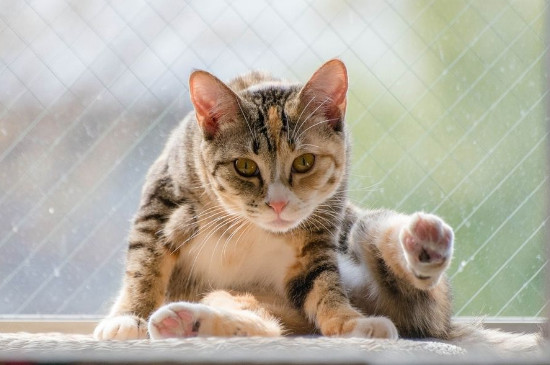 猫咪发情表现，母猫会撅屁股公猫爱乱滋尿