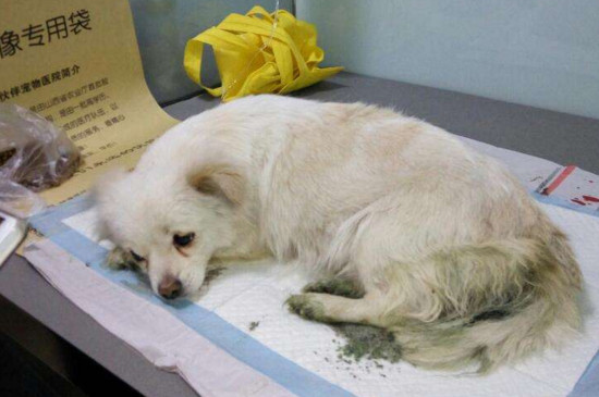 狗狗发烧症状