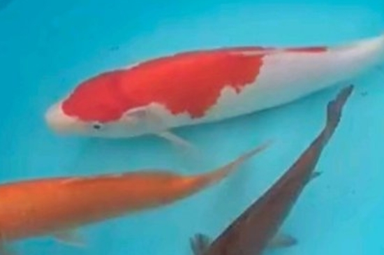 锦鲤不打氧能挺多久