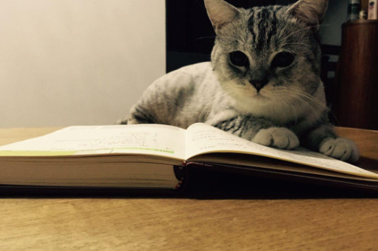 猫打针的疫苗顺序时间