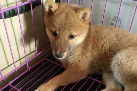 柴犬几个月开始补钙