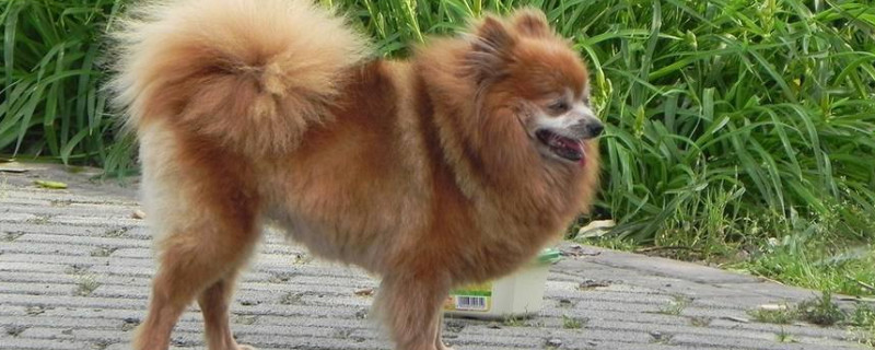 芬兰狐狸犬的缺点