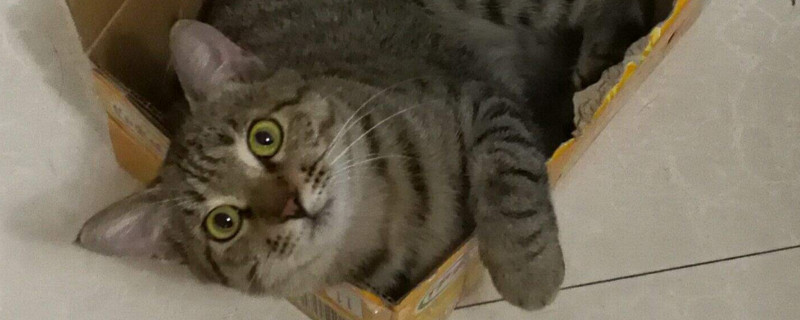狸花猫能在笼子里养吗