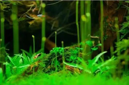 鱼缸换水需要加硝化细菌吗