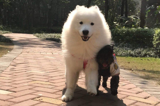 主人怎么和萨摩耶玩