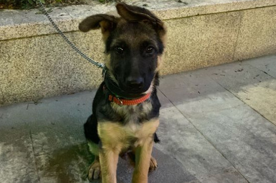 德国牧羊犬为什么禁养