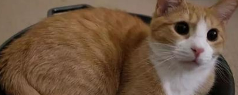 能和猫猫一起睡吗