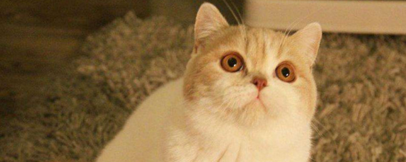 圆脸猫有什么品种