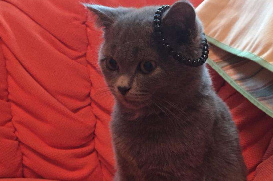 猫便秘怎么办，给猫咪吃什么解决便秘