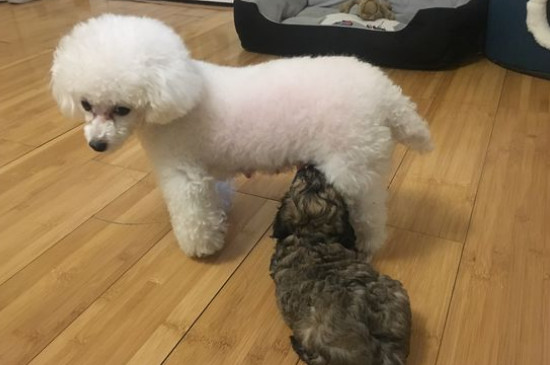泰迪剃毛后多久会卷