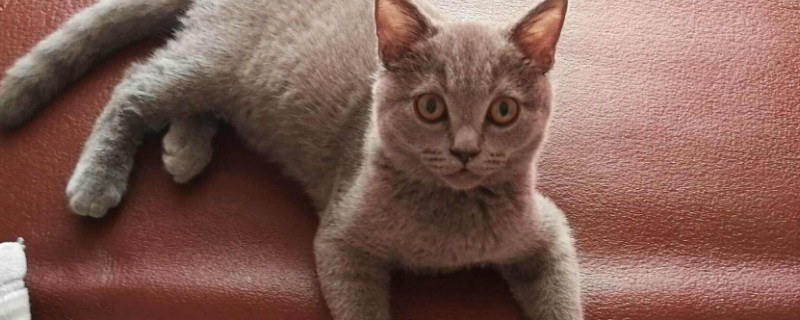 猫毛过敏能自愈吗