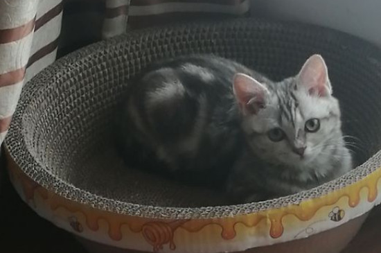 美短虎斑为什么不爱叫，虎斑猫不喜欢叫吗