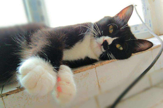 猫咪睡在主人身上是什么意思