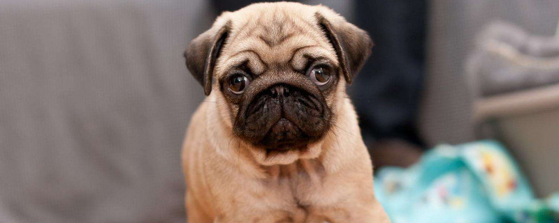 巴哥犬怎么训练