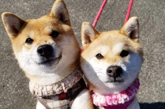 柴犬喜欢主人的表现