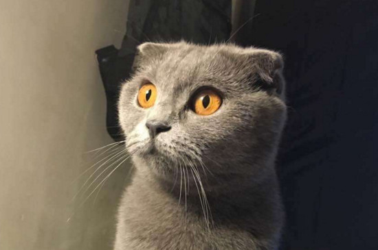英短蓝猫的优缺点，适应力强不太掉毛但易肥胖