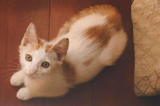 怎么教猫用猫砂
