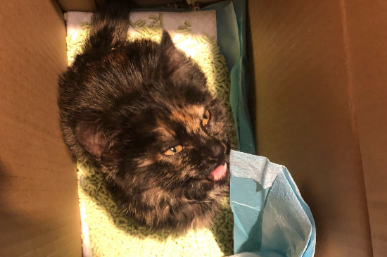 猫发怒的声音