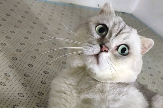 猫不能吃什么