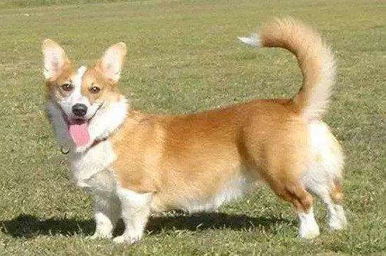 适合家养的短毛小型犬