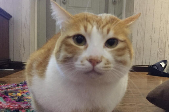 猫能吃胡萝卜吗