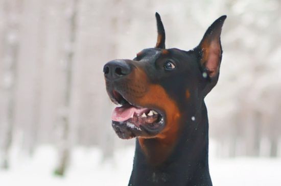 杜宾犬好养吗