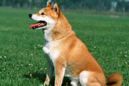 狗狗一直叫怎么让它不叫
