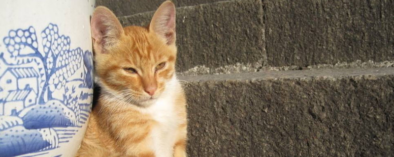 家猫和宠物猫的区别