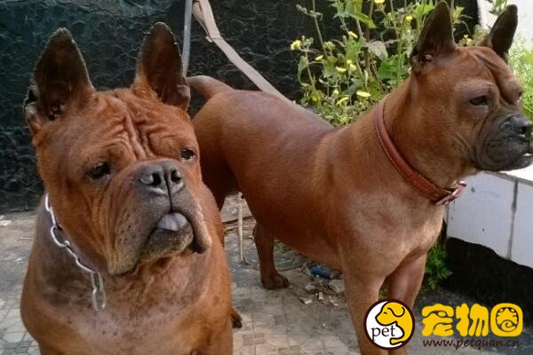 川东猎犬是世界稀有品种，仅中国特有的中型猛犬