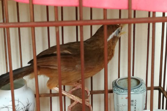 治疔画眉鸟仰顶的绝招