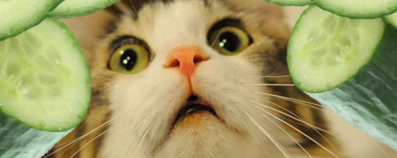 猫为什么怕黄瓜