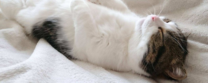 猫四脚朝天睡觉是什么意思