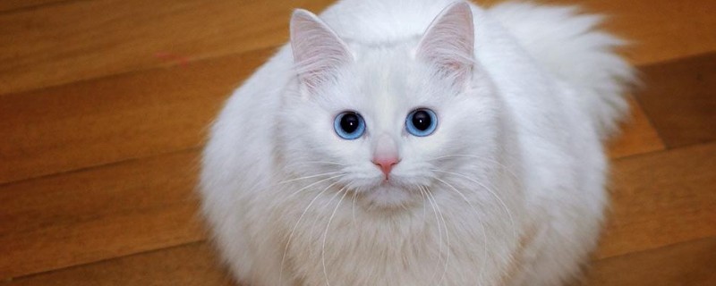 猫咪对主人会有感情吗