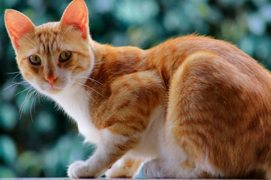 猫怕什么动物