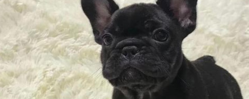 法斗怀孕初期有什么症状