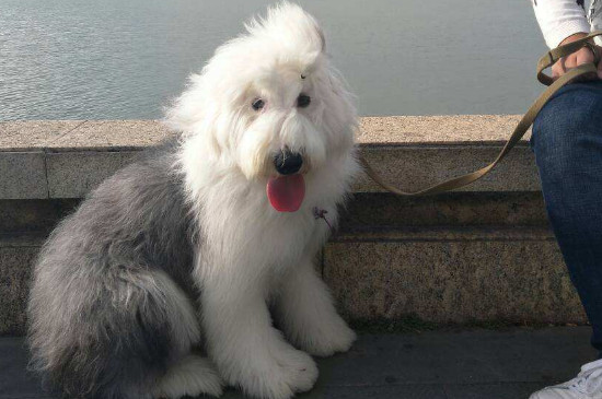 古牧智商相当于几岁