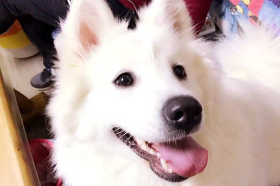 萨摩耶价格一般是多少，宠物级幼犬一只1200～3500元