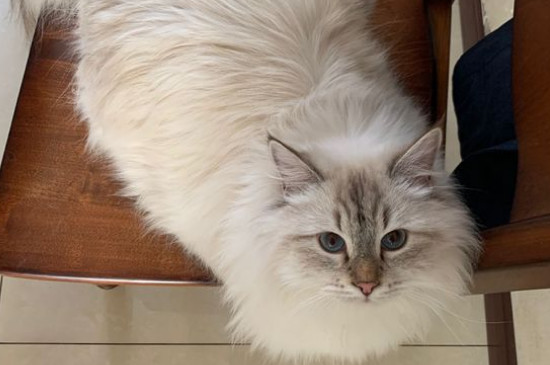 西伯利亚森林猫价钱图片，纯种西伯利亚猫多少钱一只