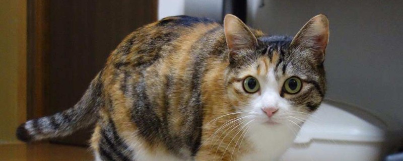 猫要打几针疫苗
