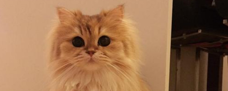 波斯猫一年可以生几个小猫
