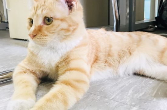 猫吃猫粮后呕吐怎么办