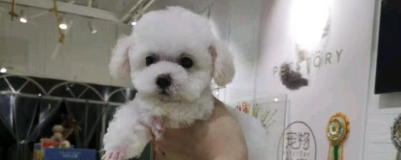 小型犬品种有哪些