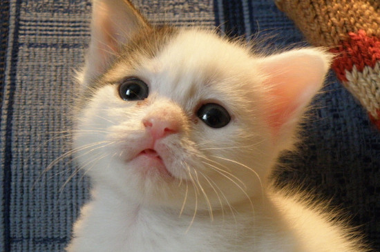 小猫拉稀带血