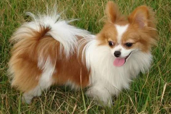 蝴蝶犬能吃人吃剩下的食物吗