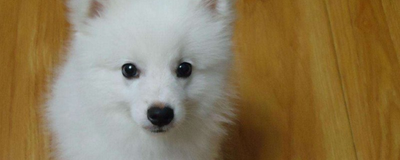 银狐犬怎么看纯不纯